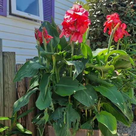 Mobil Home, Jacuzzi, Vélos, Barbecue Et Et à 300m Camping Hyères